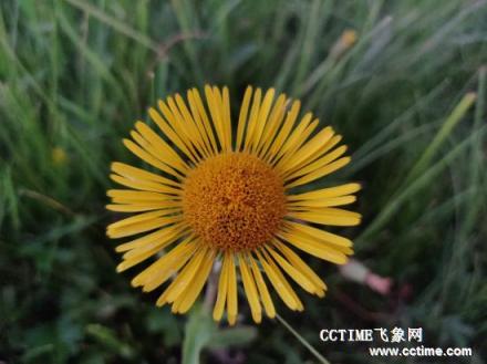 華為麥芒7評(píng)測(cè)：吃雞不卡，拍照有驚喜