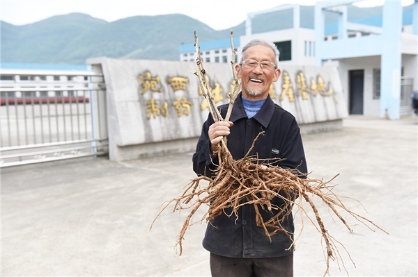 仲景宛西安徽南陵牡丹皮基地，聽(tīng)一段守候1825天從種子到藥丸的故事