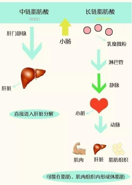 超模閃爆各品牌春季時(shí)裝周，玉鶴鳴助力輕盈狀態(tài)