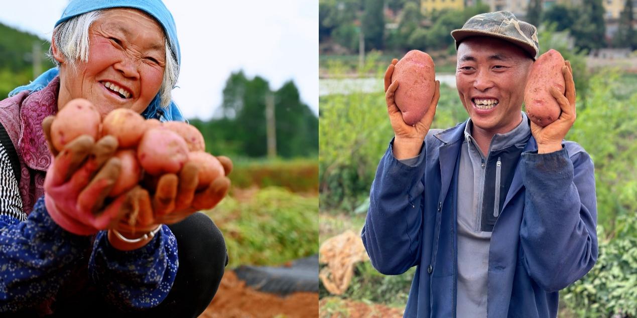 5月底，尋甸回族彝族自治縣倘甸鎮(zhèn)的薯農們正忙著收獲洋芋.jpg