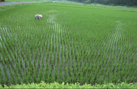 蘇寧315全民煥新節(jié)好米日，一起享受好米時(shí)節(jié)