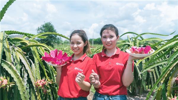 蘇寧快消再下一城，“包圓”越南3萬(wàn)畝火龍果基地