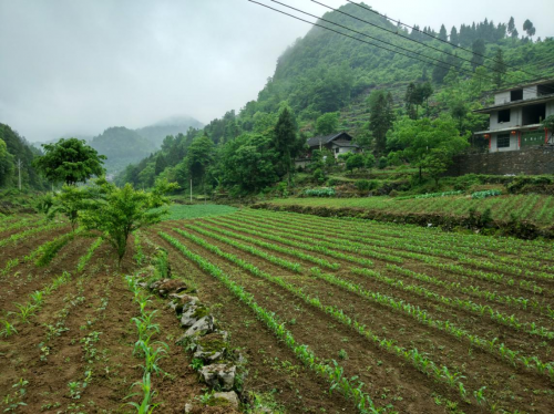 助力貧困縣變身，蘇寧拼購智慧零售賦能優(yōu)勢獲央黨媒點贊